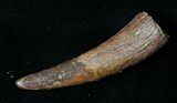Beautiful Rooted Pterosaur Tooth - Kem Kem Beds #18907-1